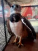 Harpia, a maior águia das Américas, é resgatada após colidir com caminhão em Rondônia