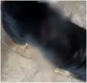 Homem é preso por esfaquear cachorro em Volta Redonda; animal era cuidado por vizinhança