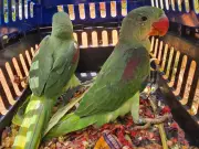 Homem é preso por maus-tratos a papagaios ameaçados em Santa Bárbara do Leste