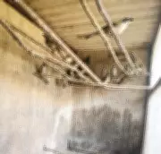 Justiça condena integrantes da maior quadrilha de tráfico de aves do Brasil a até 18 anos de prisão