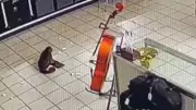 Macaco-prego invade loja nos EUA e destrói teclados em confusão noturna