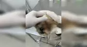 Mulher é presa por maus-tratos a cachorro shih-tzu resgatado com larvas e lesões em Sorocaba