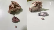 Paleontólogos descobrem nova espécie de réptil no RS a partir de crânio minúsculo