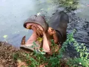 Parque Ecológico de Leme fecha após hipopótamo Juninho adoecer e precisar de cuidados veterinários