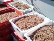 Período de defeso do camarão inicia no Litoral Norte de SP com proibições e exceções