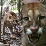 Pescador flagra onça farejando seu rastro em câmera instalada em RO