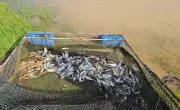 Pescador preso com 68 kg de peixes nativos durante piracema em Emborcação