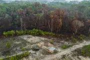 Pressão europeia tenta conter desmatamento após fim da Moratória da Soja na Amazônia
