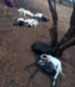 Raio mata 12 ovelhas em propriedade rural de Apodi, RN, durante chuva rápida