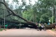 Árvore cai no Parque Ibirapuera e deixa três feridos durante ventania em SP