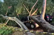 Árvore cai sobre carros durante temporal de 45 mm em Ribeirão Preto; 2 feridos