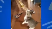 Soltando os Bichos: Gato Badu protagoniza cena hilária em luta por petisco canino