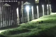 Três presos tentam fuga do Complexo de Gericinó no Rio, rendem agente e são recapturados