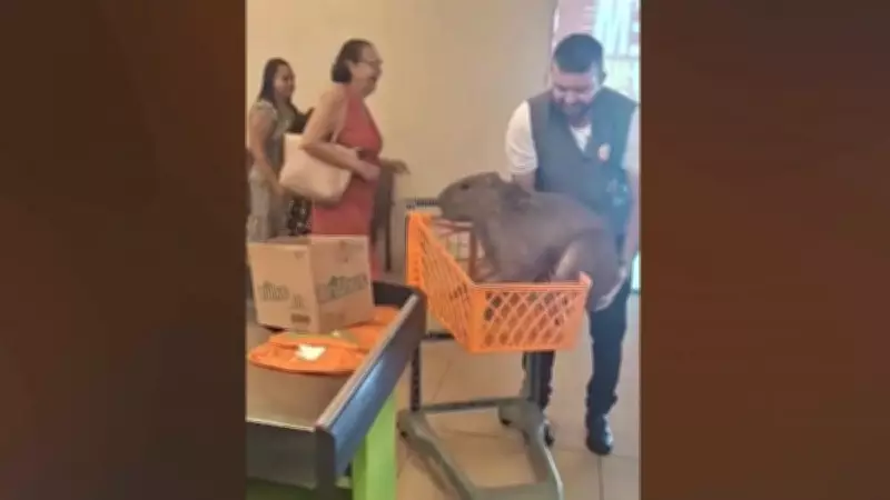 Capivara invade supermercado no Acre e é retirada em carrinho de compras