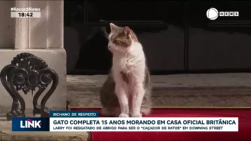 Gato Larry completa 15 anos como morador oficial da residência do primeiro-ministro britânico