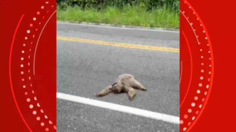 Motoristas param trânsito para resgatar bicho-preguiça em rodovia no Sul do ES