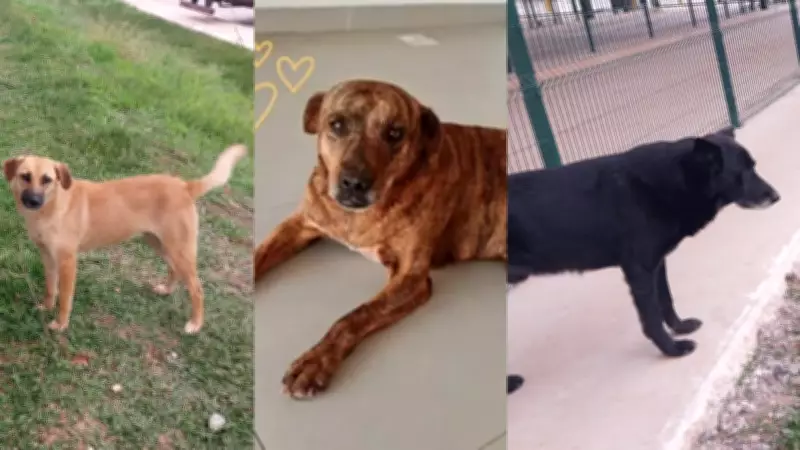 Polícia investiga desaparecimento de cães comunitários em centro de distribuição do Mercado Livre