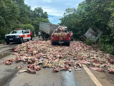 Acidente com caminhão de carne deixa motorista grave e espalha restos na BR-010