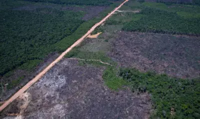 Alertas de desmatamento caem 35% na Amazônia e 6% no Cerrado, segundo dados do Inpe