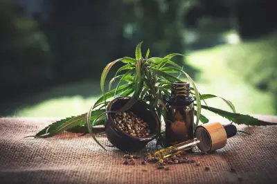 Anvisa regulamenta cultivo de cannabis medicinal e cria ambiente experimental no Brasil