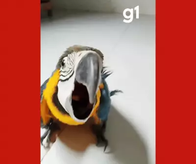 Arara-canindé intoxicada é resgatada por bombeiros em área industrial de Mato Grosso