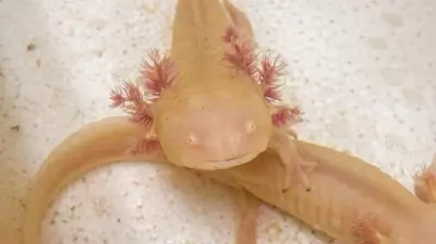 Axolotes apreendidos no RS ganham novo lar no Zoológico de Sapucaia do Sul após operação contra tráfico