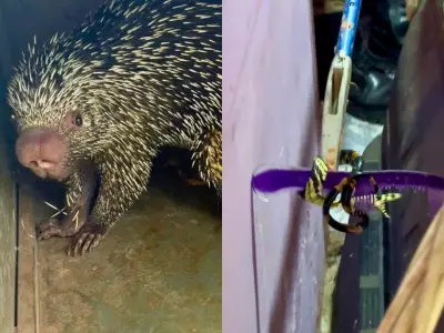 Bombeiros resgatam cobra caninana e porco-espinho em residências de Sena Madureira, Acre