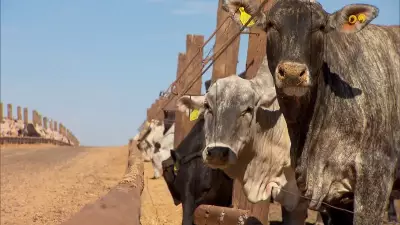 Brasil bate recordes históricos nas exportações de carne bovina para a China