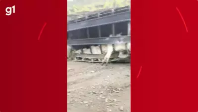 Carreta com 74 bovinos tomba na BR-365 e 39 animais são furtados por populares