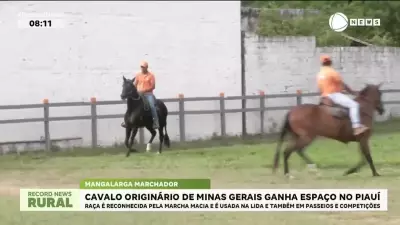 Cavalo de raça mineira conquista criadores no Piauí com marcha macia e versatilidade