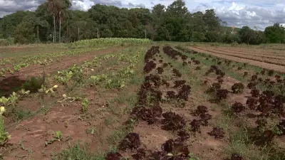Chuvas intensas em Campinas causam perdas de até 40% na produção de hortaliças