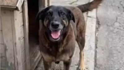 Corpo de cão Orelha é exumado em Florianópolis para nova perícia após agressão fatal