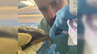 Corvo-marinho com anzol no bico recebe atendimento em hospital na Alemanha