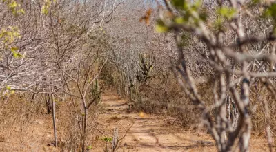 Defesa Civil declara emergência por seca em Carira (SE) e outras cidades do Nordeste