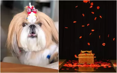 Despedidas de pet em Goiás incluem chuva de pétalas e diamante das cinzas