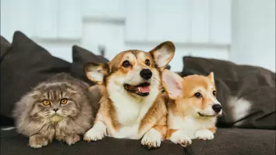 Estatuto dos Cães e Gatos prevê até 10 anos de prisão para maus-tratos e avança no Senado