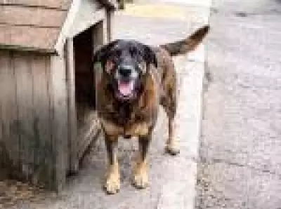 Ex-integrante do Guns N' Roses pede justiça por cão brutalmente morto em Santa Catarina