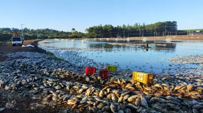 Falha de energia causa morte de 900 mil peixes e prejuízo milionário em Tupãssi
