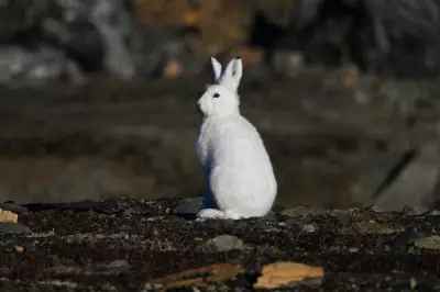 Fotógrafo revela a Groenlândia além da política: natureza, vida e mudanças climáticas