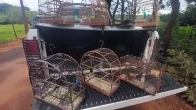 Homem multado em R$ 6,5 mil por manter aves silvestres em cativeiro em Leme, SP