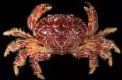 Influenciadora morre após consumir 'caranguejo do diabo' nas Filipinas