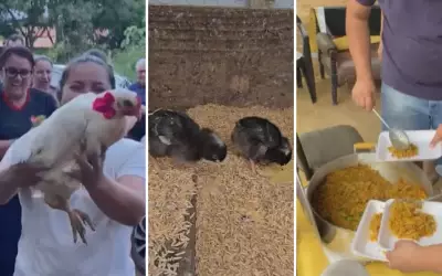 Lavradora recebe 'chá de galinha' solidário após ataque de cachorros ao galinheiro em Goiás