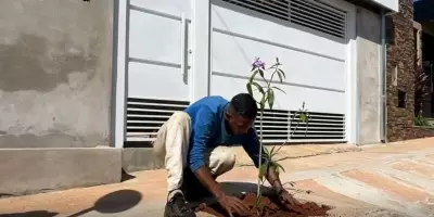 Marília oferece plantio gratuito de árvores em calçadas para moradores