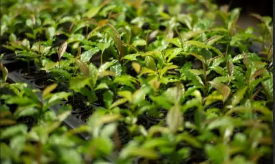 Mata Atlântica: de bioma devastado a exemplo global de restauração florestal