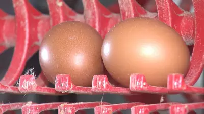 Mercado de ovos reage com alta de 40% após cinco meses de queda consecutiva