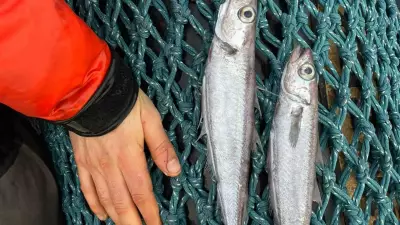 Milhares de peixes mortos no rio Imaruí em Palhoça preocupam moradores e autoridades