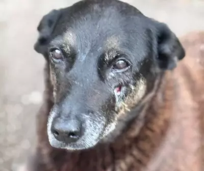 Polícia Civil pede internação de adolescente por agressão ao cão Orelha em Florianópolis