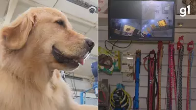 Porto Alegre obriga pet shops a filmarem banhos e tosas de cães e gatos por lei