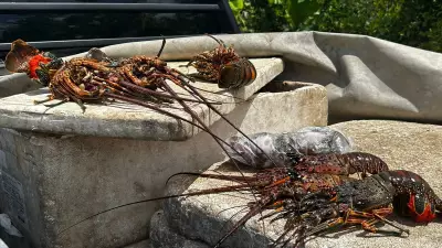 PRF apreende 40 kg de lagosta ilegal em período de defeso e prende motorista no RN