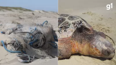 Quase 400 animais marinhos mortos no Litoral Sul do RS em janeiro alertam para impacto da pesca